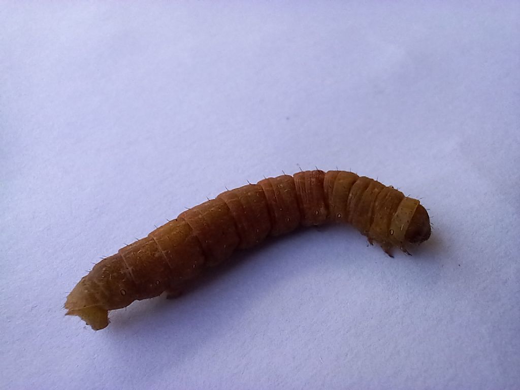 identificazione bruco